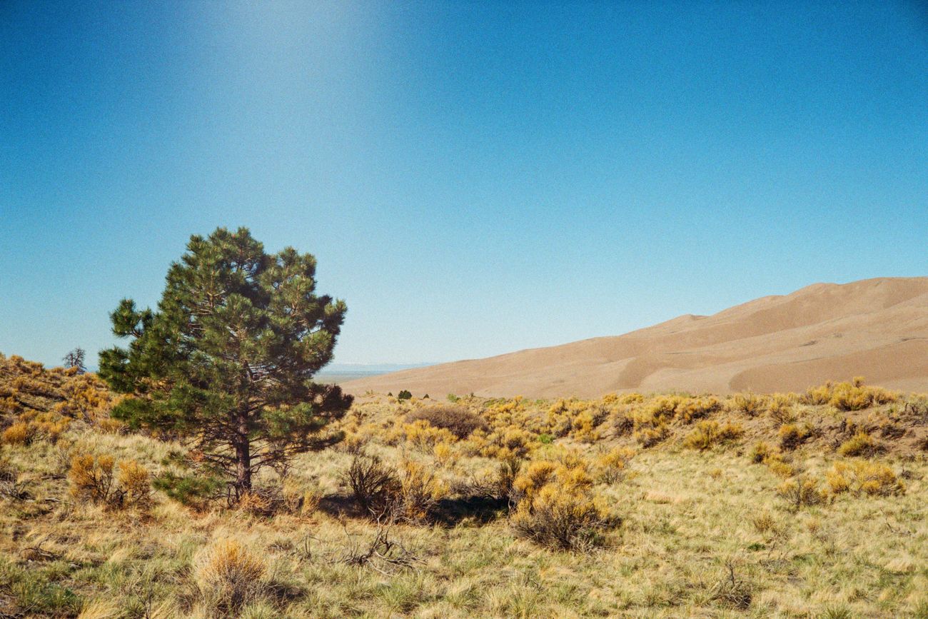 Hiking the dunes and visiting Colorado Gators