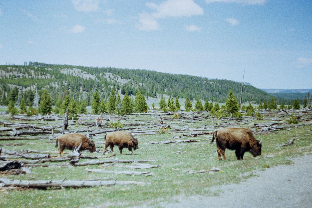Bison