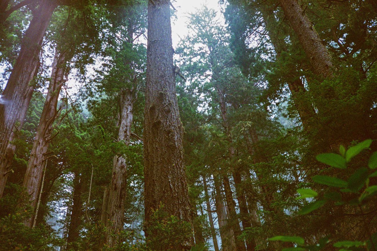 Ancient trees and biodiversity