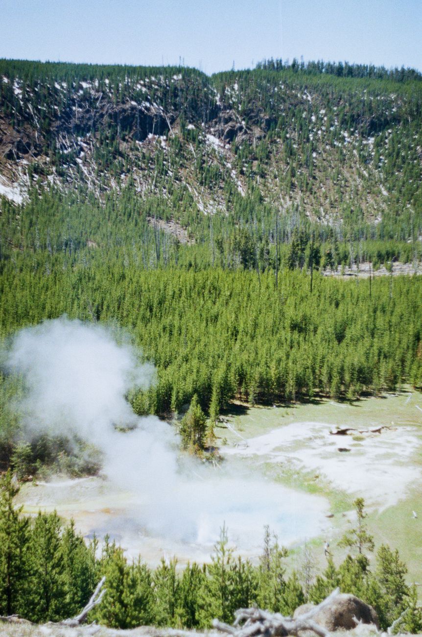 Close encounter with bison